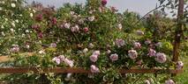 Variegata di Bologna rose photo