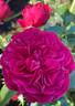 Rosemantic Red rose photo
