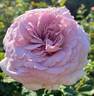 The Pride rose photo