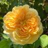 Golden Zest ™ rose photo