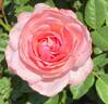 Flora Colonia rose photo