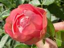 Acropolis ® rose photo