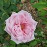La France rose photo
