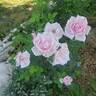 La France rose photo