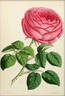 Antoine Ducher rose photo