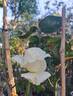 Pierre Arditi rose photo