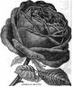 American Beauty rose photo