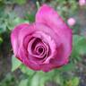 Fragrant Plum rose photo