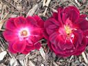 Blackboy rose photo
