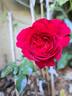 Rose Clos Vougeot rose photo