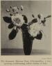 Chromatella rose photo