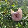 Evelyn ™ rose photo