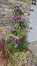 Diana's Delight clematis photo