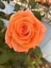 Caribbean ™ rose photo