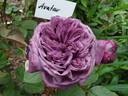Avatar rose photo