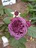 Avatar rose photo