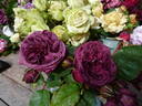 Avatar rose photo