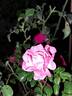 Emera rose photo
