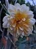 Port Sunlight rose photo