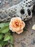 Crazy Love Sunbelt rose photo