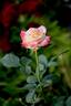 Abby's Angel rose photo