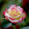 Abby's Angel rose photo