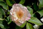 First Kiss rose photo