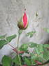 Black Boy rose photo