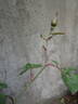 Black Boy rose photo