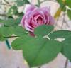 Our last summer™ Plant'n'relax® rose photo