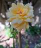 Port Sunlight rose photo