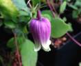C. versicolor clematis photo