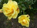 Sterntaler ® rose photo
