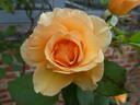 Anne Harkness rose photo
