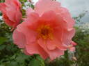 Alibaba rose photo