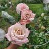 Pinkerbelle™ rose photo