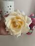 Whisper ™ rose photo