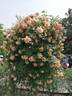 Fortune's Double Yellow rose photo