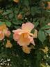 Fortune's Double Yellow rose photo