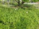 R. bracteata rose photo