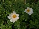 R. bracteata rose photo