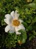 R. bracteata rose photo