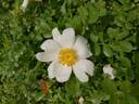 R. bracteata rose photo