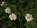 R. bracteata rose photo