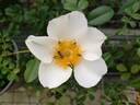 R. bracteata rose photo