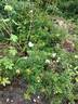R. bracteata rose photo