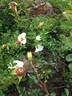 R. bracteata rose photo