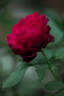 Astrid Gräfin von Hardenberg rose photo