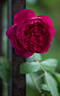 Autumn Rouge rose photo