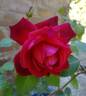 Black Boy rose photo